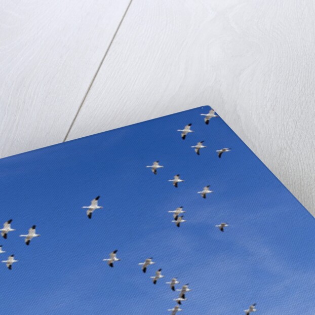 Snow Geese, New Mexico by Anonymous