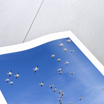 Snow Geese, New Mexico by Anonymous