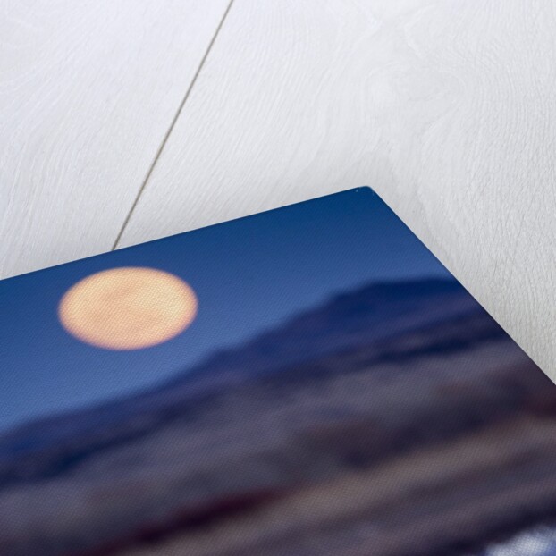 Snow Geese and Full Moon, New Mexico by Anonymous