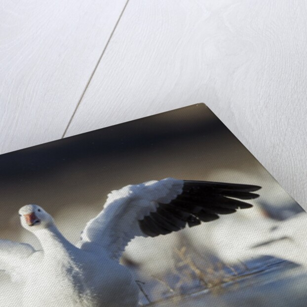 Snow Goose, Bosque del Apache National Wildlife Refuge, New Mexico by Anonymous
