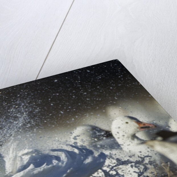 Snow Goose, Bosque del Apache National Wildlife Refuge, New Mexico by Anonymous