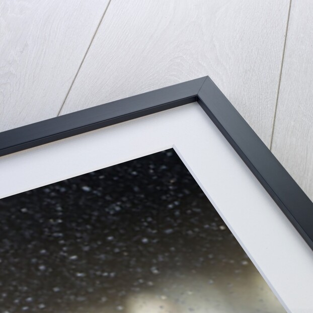 Snow Goose, Bosque del Apache National Wildlife Refuge, New Mexico by Anonymous