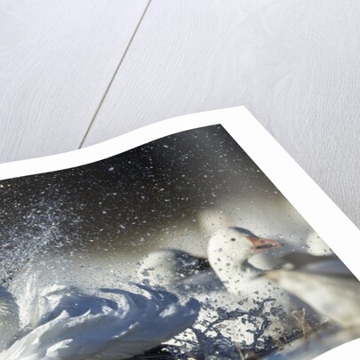 Snow Goose, Bosque del Apache National Wildlife Refuge, New Mexico by Anonymous