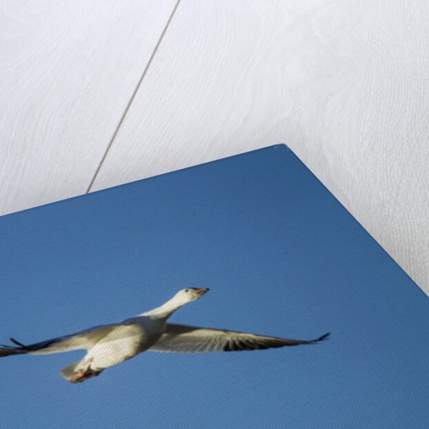 Snow Geese, Bosque del Apache, New Mexico by Anonymous