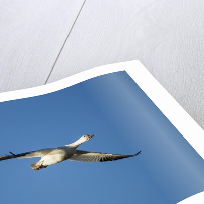 Snow Geese, Bosque del Apache, New Mexico by Anonymous