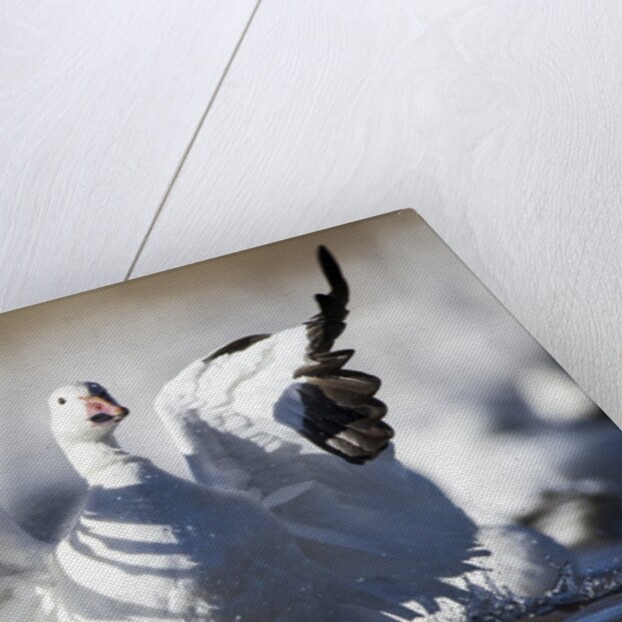 Snow Goose, Bosque del Apache National Wildlife Refuge, New Mexico by Anonymous
