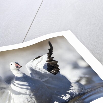 Snow Goose, Bosque del Apache National Wildlife Refuge, New Mexico by Anonymous