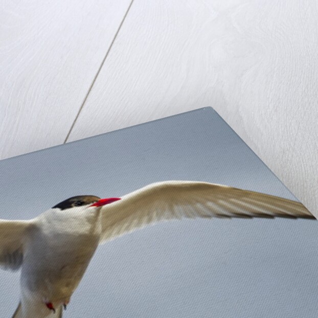 Arctic Tern in Flight, Hudson Bay, Canada by Anonymous