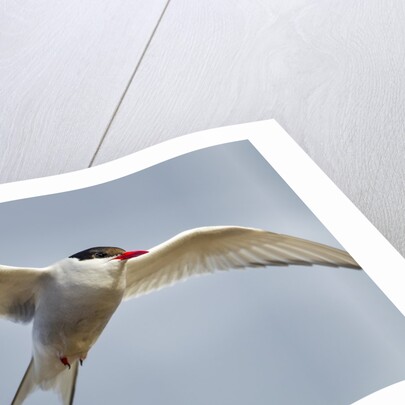 Arctic Tern in Flight, Hudson Bay, Canada by Anonymous