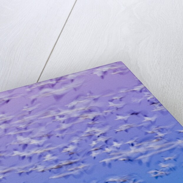 Snow Geese, Bosque del Apache, New Mexico by Anonymous