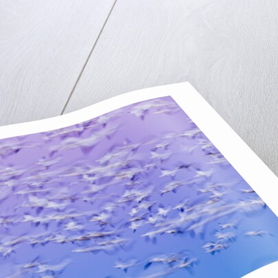 Snow Geese, Bosque del Apache, New Mexico by Anonymous