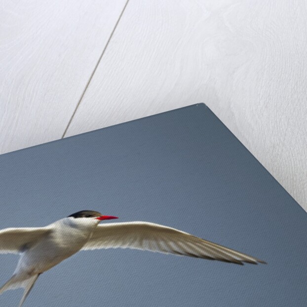 Arctic Tern in Flight, Hudson Bay, Canada by Anonymous