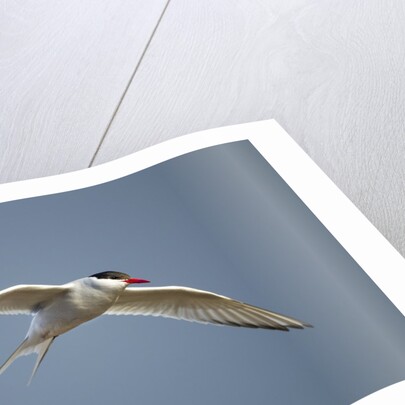 Arctic Tern in Flight, Hudson Bay, Canada by Anonymous