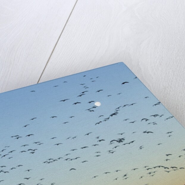 Snow Geese, Bosque del Apache, New Mexico by Anonymous