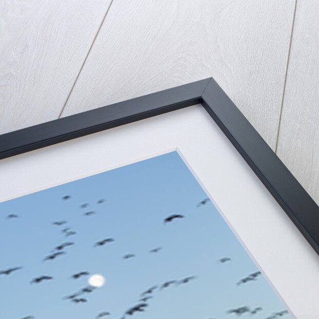 Snow Geese, Bosque del Apache, New Mexico by Anonymous