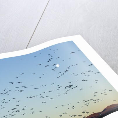 Snow Geese, Bosque del Apache, New Mexico by Anonymous