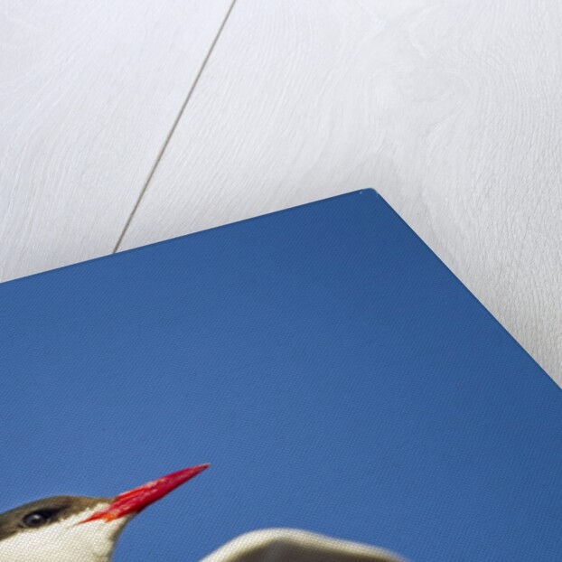 Arctic Tern, Hudson Bay, Canada by Anonymous