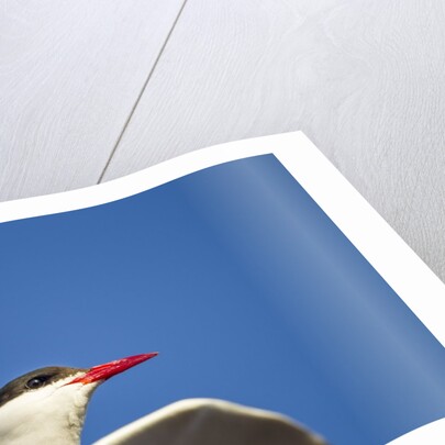 Arctic Tern, Hudson Bay, Canada by Anonymous