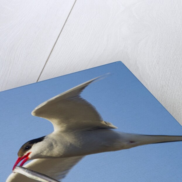 Arctic Tern, Hudson Bay, Canada by Anonymous