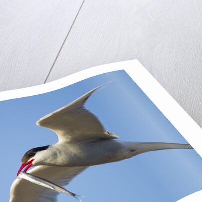 Arctic Tern, Hudson Bay, Canada by Anonymous