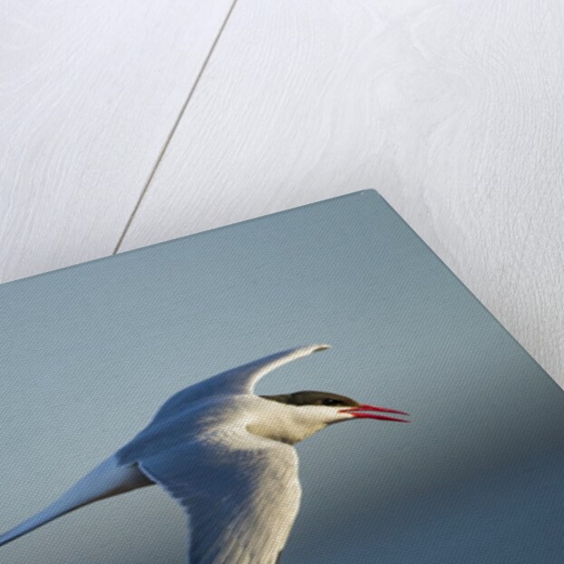 Arctic Tern, Hudson Bay, Canada by Anonymous