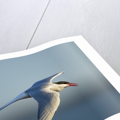 Arctic Tern, Hudson Bay, Canada by Anonymous