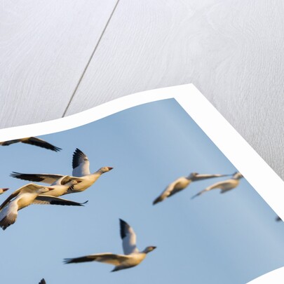 Snow Geese, Bosque del Apache, New Mexico by Anonymous