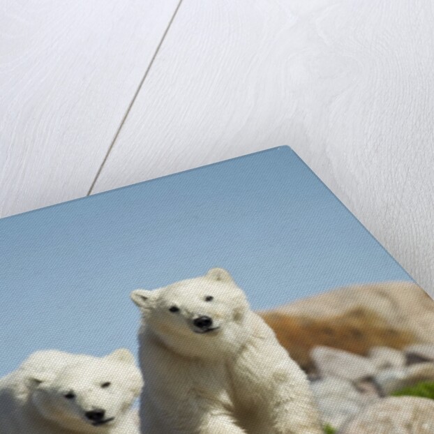 Polar Bear Cubs, Hudson Bay, Manitoba, Canada by Anonymous