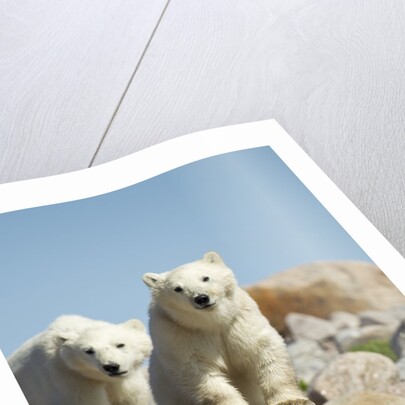 Polar Bear Cubs, Hudson Bay, Manitoba, Canada by Anonymous
