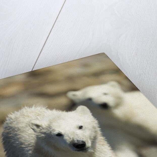 Polar Bear Cubs, Hudson Bay, Manitoba, Canada by Anonymous