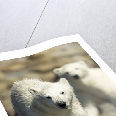 Polar Bear Cubs, Hudson Bay, Manitoba, Canada by Anonymous