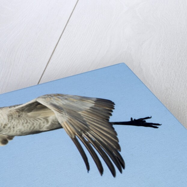 Sandhill Crane in Flight, Bosque del Apache, New Mexico by Anonymous
