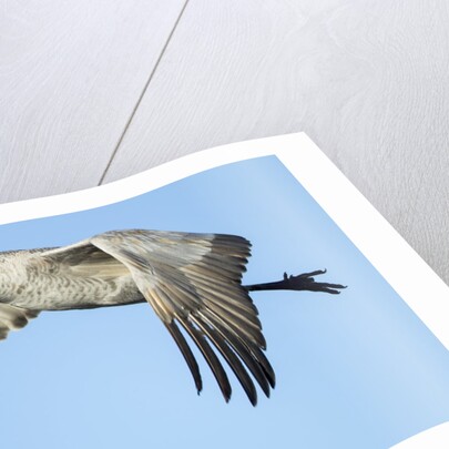 Sandhill Crane in Flight, Bosque del Apache, New Mexico by Anonymous