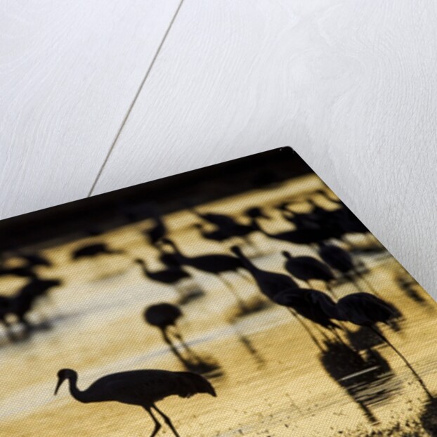 Sandhill Cranes, Bosque del Apache, New Mexico by Anonymous