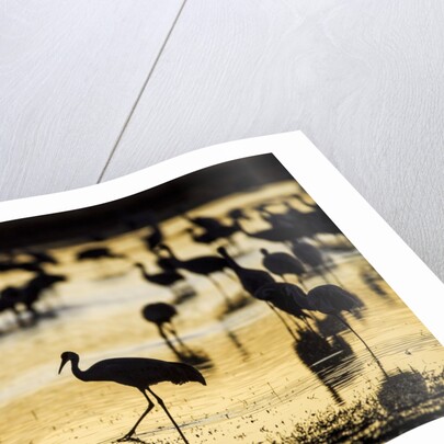 Sandhill Cranes, Bosque del Apache, New Mexico by Anonymous