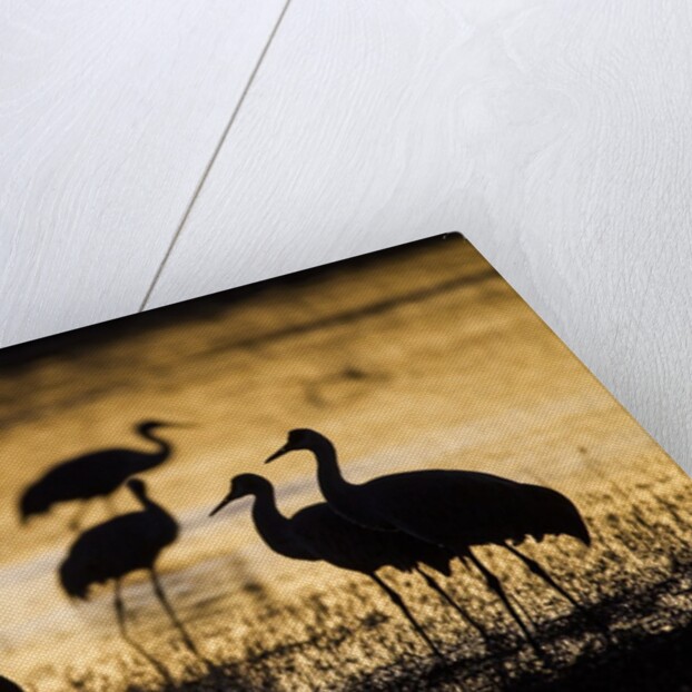 Sandhill Cranes, Bosque del Apache, New Mexico by Anonymous