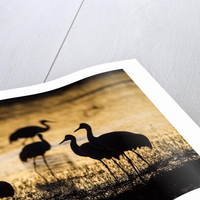 Sandhill Cranes, Bosque del Apache, New Mexico by Anonymous