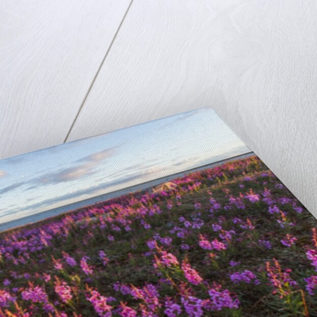 Fireweed, Hudson Bay, Canada by Anonymous