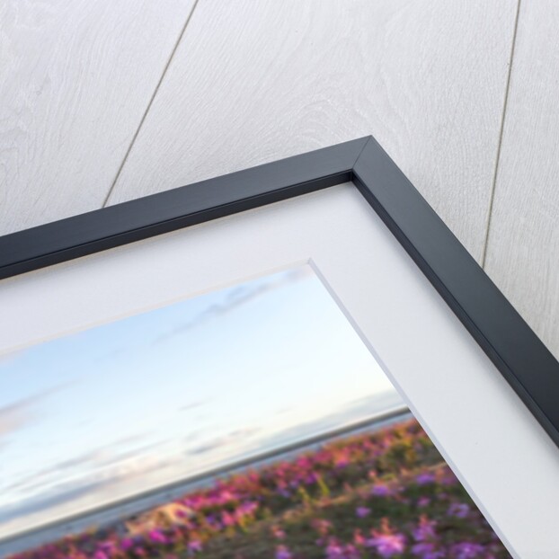 Fireweed, Hudson Bay, Canada by Anonymous