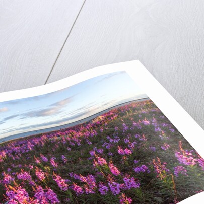 Fireweed, Hudson Bay, Canada by Anonymous