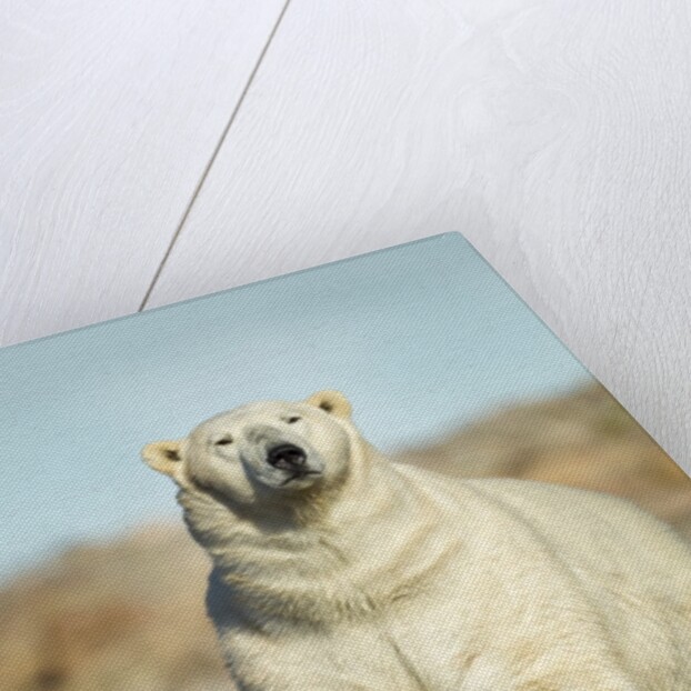 Polar Bear, Hudson Bay, Manitoba, Canada by Anonymous