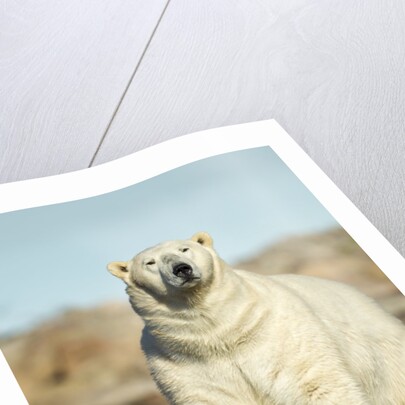 Polar Bear, Hudson Bay, Manitoba, Canada by Anonymous