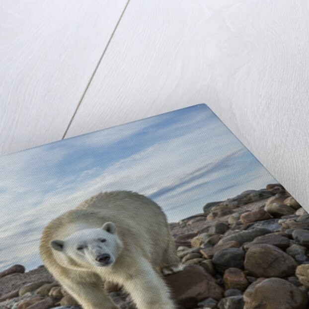 Polar Bear, Hudson Bay, Nunavut, Canada by Anonymous