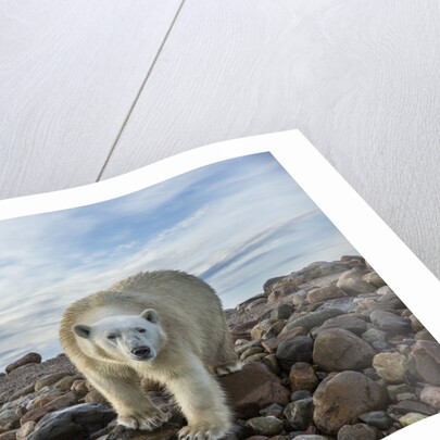 Polar Bear, Hudson Bay, Nunavut, Canada by Anonymous