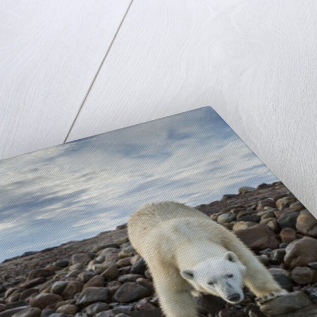 Polar Bear, Hudson Bay, Nunavut, Canada by Anonymous