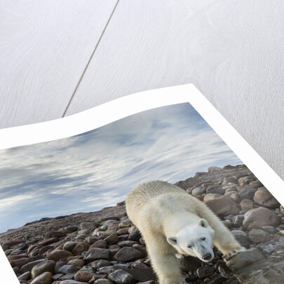Polar Bear, Hudson Bay, Nunavut, Canada by Anonymous