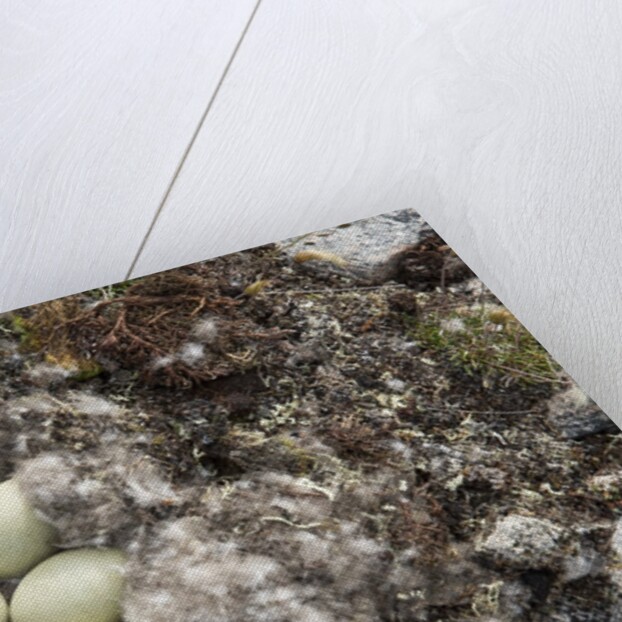 Eider Duck Nest, Nunavut, Canada by Anonymous