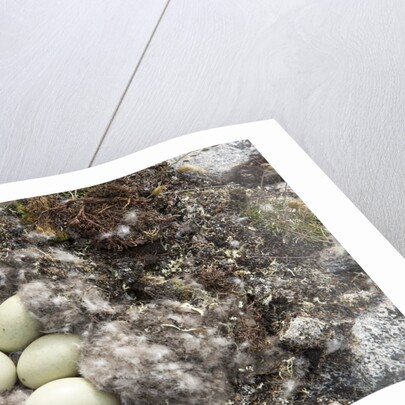Eider Duck Nest, Nunavut, Canada by Anonymous