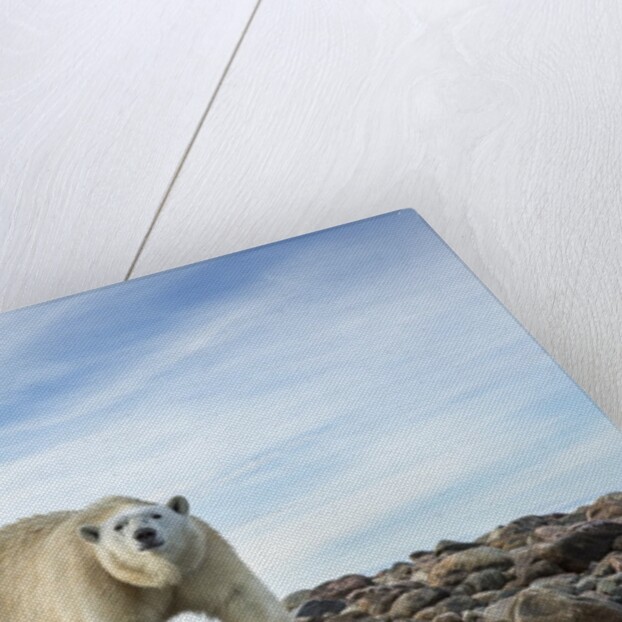 Polar Bear, Hudson Bay, Nunavut, Canada by Anonymous