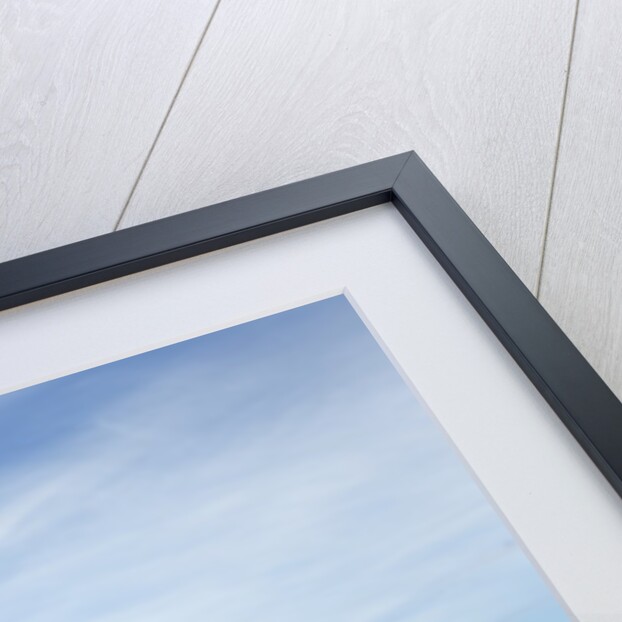 Polar Bear, Hudson Bay, Nunavut, Canada by Anonymous